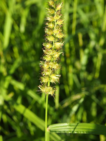 File:Cenchrus echinatus seeds.jpg