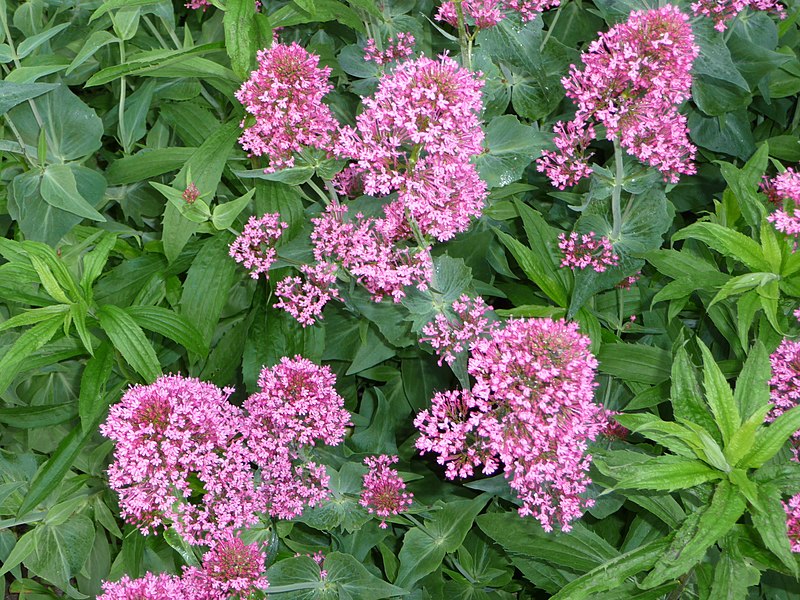 File:Centranthus ruber.jpg