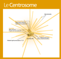 Centrosome (standalone version)-fr.svg