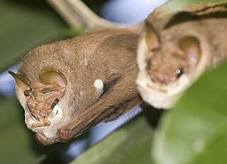 <span class="mw-page-title-main">Wrinkle-faced bat</span> Species of bat