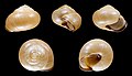 * Nomination Shell of a Grove snail, Cepaea nemoralis --Llez 06:08, 14 August 2020 (UTC) * Promotion Good quality. --Peulle 06:21, 14 August 2020 (UTC)