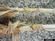 Ceratobasidium cereale at Avena sativa.jpg