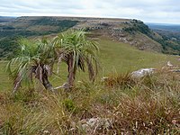 Butia paraguayensis