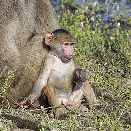 Chacma baboon Papio ursinus ♂ juvenile