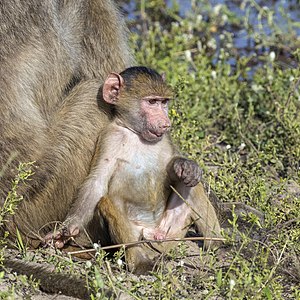 Chacma baboon (Papio ursinus griseipes) male baby 2
