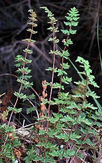 <i>Cheilanthes sieberi</i> Species of fern in the family Pteridaceae