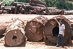 Chengal in the sawmill - 2003.jpg