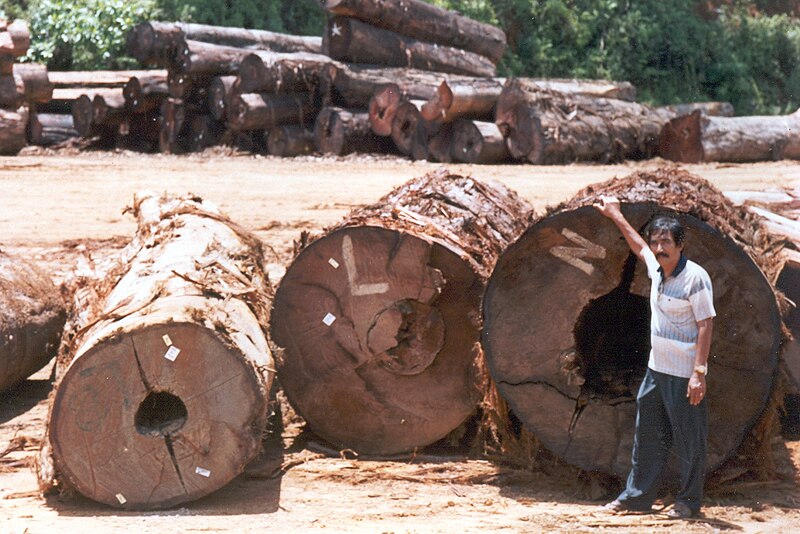 File:Chengal in the sawmill - 2003.jpg