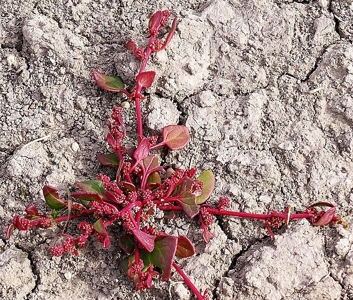 File:Chenopodium chenopodioides (L.) Aellen.jpg