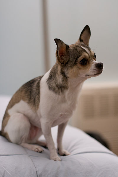 File:Chihuahua sitting.jpg