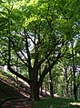 Čeština: Chlumec, okres Ústí nad Labem. Horka, strom. English: Chlumec, Ústí nad Labem District, Ústí nad Labem Region, Czech Republic. Horka hill, a tree. Camera location 50° 42′ 04.6″ N, 13° 56′ 30″ E    View all coordinates using: OpenStreetMap