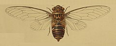 Ing kuliglig, ibat king monograph a Chremistica tagalica neng 'Dr. Aurivillius' in A Monograph of Oriental Cicadas by W. L. Distant.