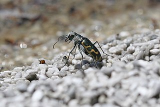 <i>Cicindela tenuicincta</i> Species of beetle