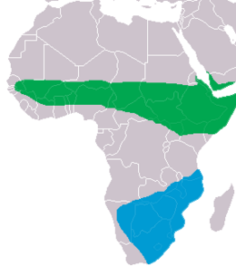 Elterjedési területe; zöld: október-március, kék: április-szeptember