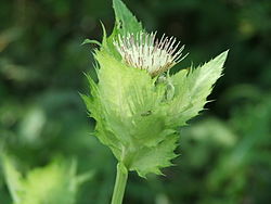 Cirsium oleraceum2.jpg