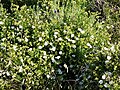 Cistus monspeliensis (Corse)