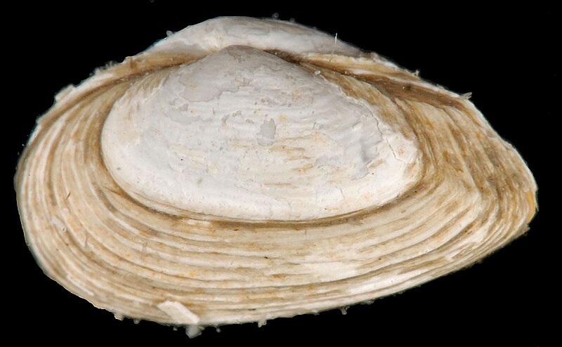 File:Clam 0126 (40480107042).jpg