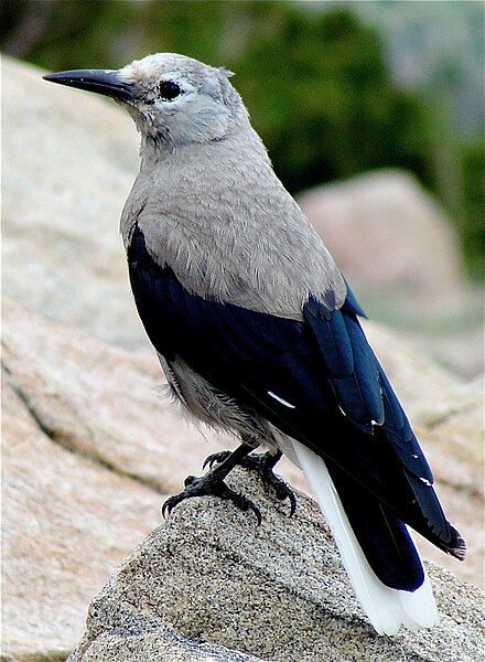 A Clark's Nutcracker at Rainbow Curve.