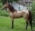 Un cheval champagne classique, visuellement très proche de l'isabelle.