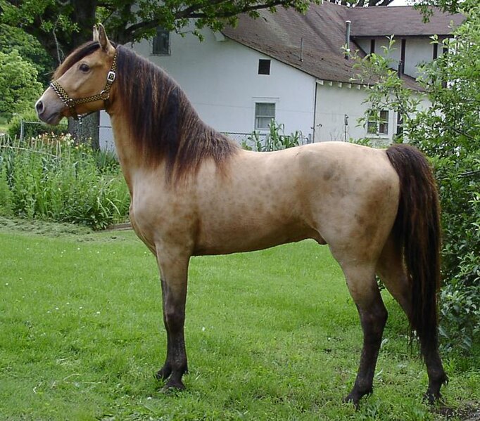 File:Classic Champange Stallion.jpg