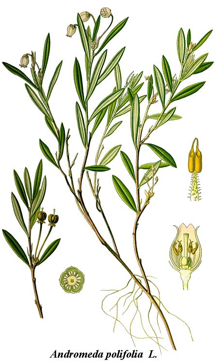 Andromeda polifolia