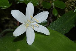 Clintonia uniflora 4889