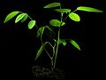 * Nomination Young seedlings of Clitoria ternatea. --Bff 04:54, 20 May 2014 (UTC) * Promotion Good quality. --Mattbuck 20:46, 24 May 2014 (UTC)