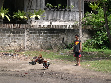 Cock Fight in a Tagbilaran barangay