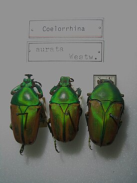 Coelorrhina aurata -lajin kovakuoriaisia