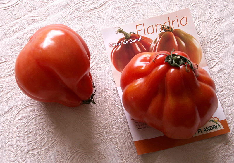 File:CoeurDeBoeuf Tomato.JPG