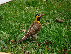 Woodpecker, male of the nominate form