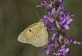 * Nomination Clouded Yellow (Colias croceus). Adana, Turkey. --Zcebeci 12:12, 30 September 2016 (UTC) * Promotion Good quality. --Jkadavoor 12:45, 30 September 2016 (UTC)