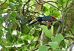 Thumbnail for File:Collared Aracari (Pteroglossus torquatus) (52397603870).jpg