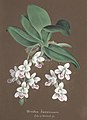 Phalaenopsis japonica (as syn. Aerides japonica) aquarell in: Collection d'orchidées, (1850-1870)