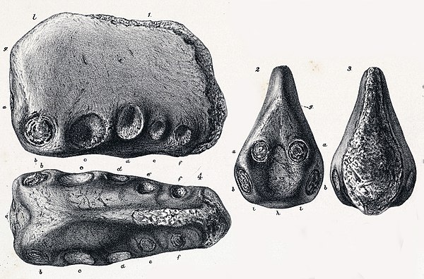 Lithograph of the C. clavirostris holotype