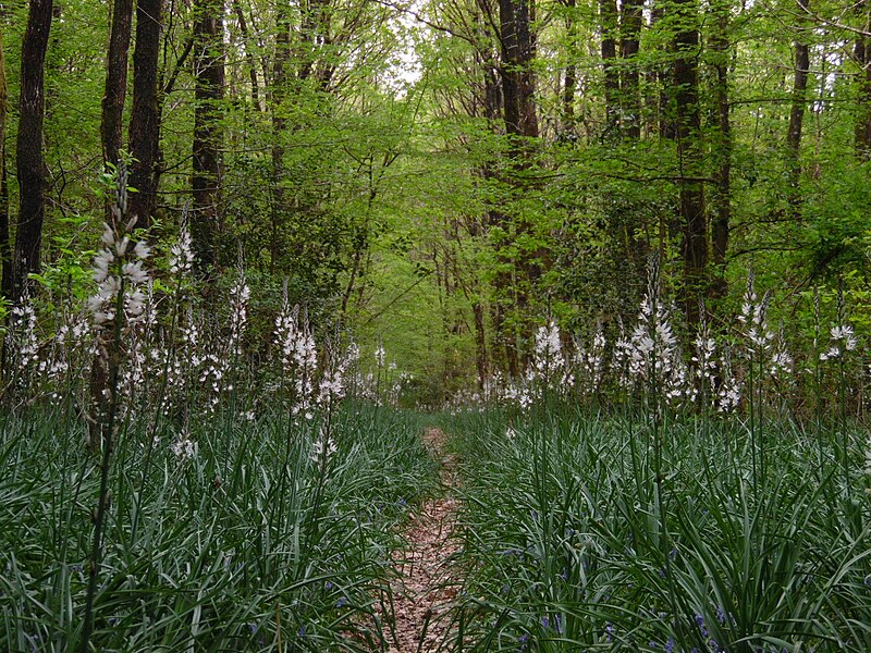 File:Colonie d' Asphodèles blancs (Asphodelus albus) - Forêt de Mervent-Vouvant.jpg