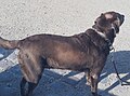 Colour Dilution Alopecia (CDA) in Silver Labrador dog.jpg