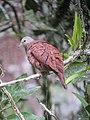 Columbina talpacoti Tortolita rojiza Ruddy Ground-Dove (6551627407).jpg