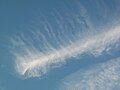 Cirrus vertebratus