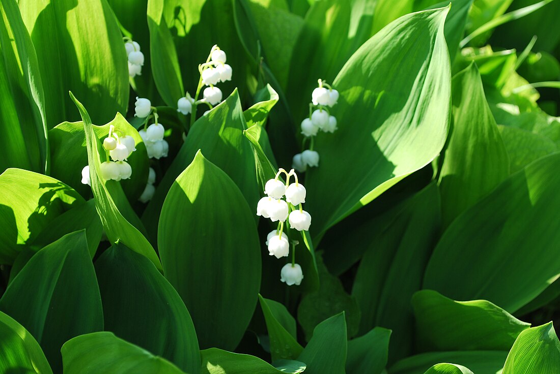 File:Convallaria majalis Lily-of-the-Valley შროშანა.JPG