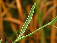 Convolvulus cantabrica