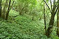 Coppiced trees in Humblebee Wood, Gloucestershire.