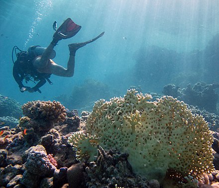 Recreational diver over a coral reef in the Red Sea