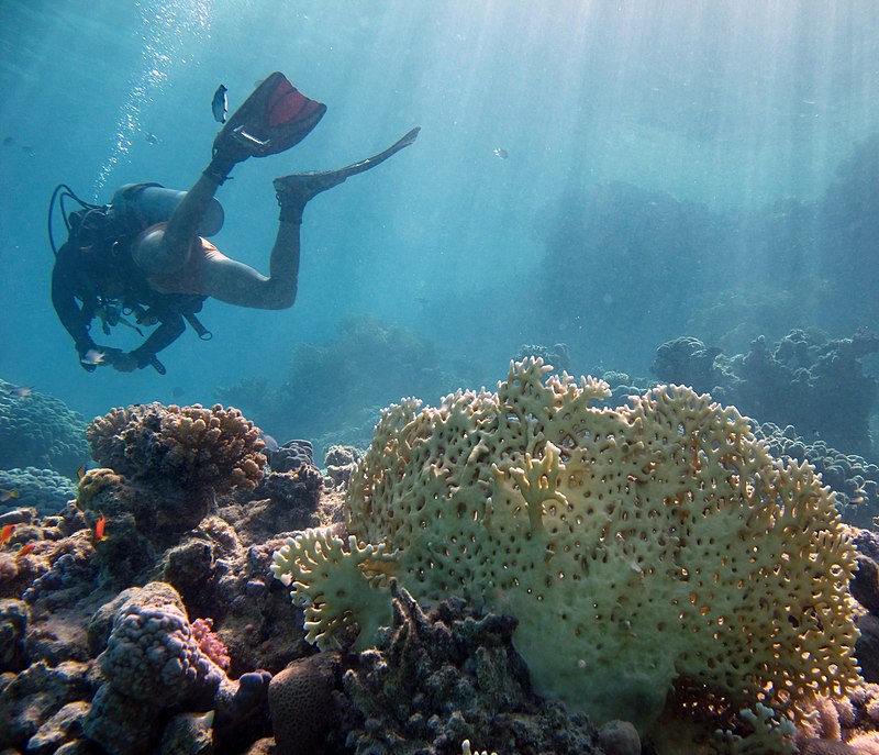 Scuba diving - Wikipedia