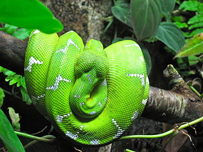 Emerald Tree snake or Corallus Caninus in the Baltimore National Aquarium