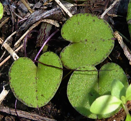 Corybas macranthus