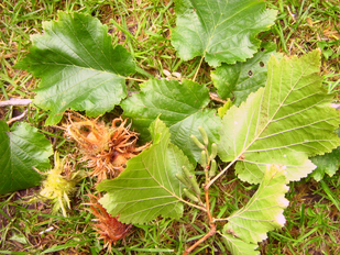 leaves, fruits and flowers (male)