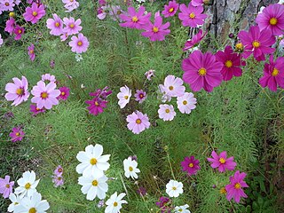 Coreopsideae Tribe of plants