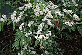 Cotoneaster-salicifolius-flowering.jpg