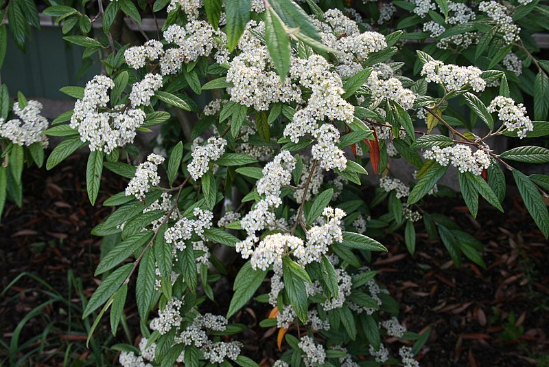 File:Cotoneaster-salicifolius-flowering.jpg